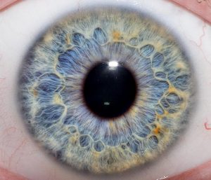 iris of the eye for Iridology